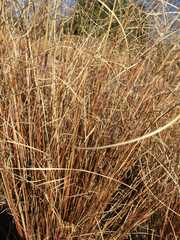 Carex buchananii
