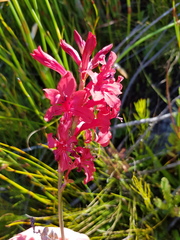 Tritoniopsis pulchra