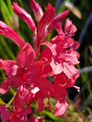 Tritoniopsis pulchra