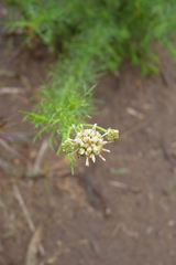 Baccharis ulicina