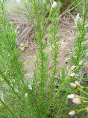 Baccharis ulicina