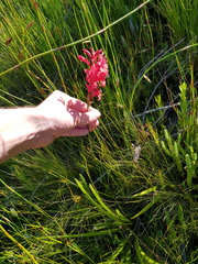 Tritoniopsis pulchra