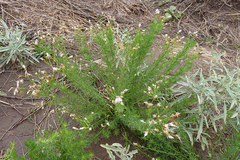 Baccharis ulicina