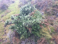 Olearia traversiorum
