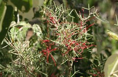 Hakea purpurea