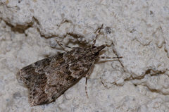 Scoparia basistrigalis