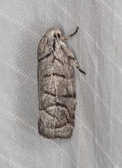 Lichenaula onychodes