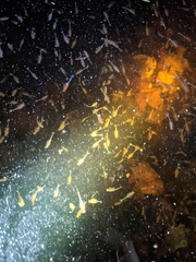 Eubranchipus vernalis