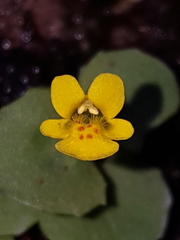 Erythranthe cordata