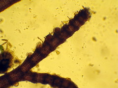 Centroceras gasparrinii