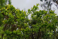 Vaccinium cylindraceum