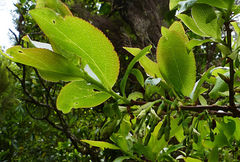 Vaccinium cylindraceum