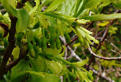 Vaccinium cylindraceum
