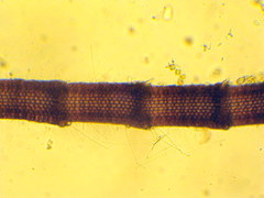 Centroceras gasparrinii