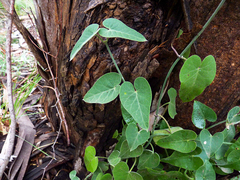 Philibertia gilliesii