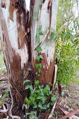 Philibertia gilliesii