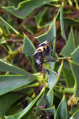 Largus fasciatus