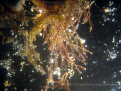 Centroceras gasparrinii