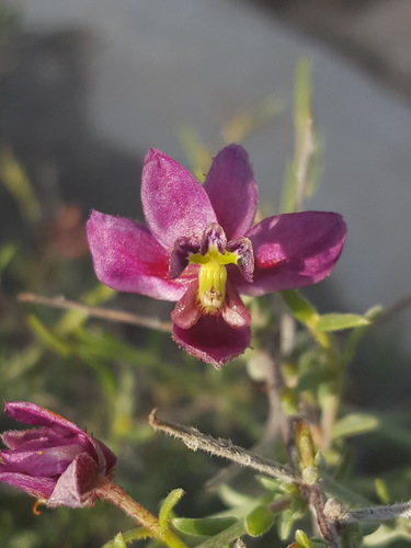 littleleaf ratany (Krameria erecta)