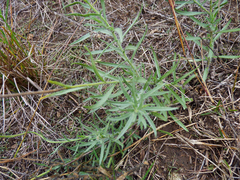 Hysterionica jasionoides
