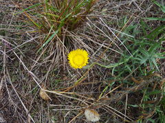 Hysterionica jasionoides