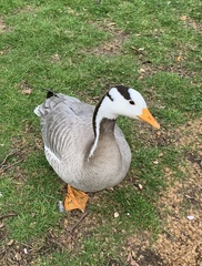 Anser indicus