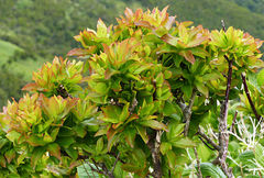 Vaccinium cylindraceum