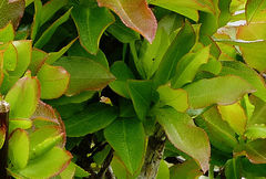 Vaccinium cylindraceum