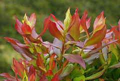 Vaccinium cylindraceum
