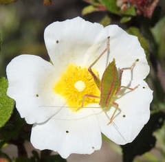 Odontura glabricauda
