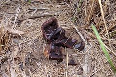 Prosopanche americana