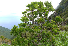 Vaccinium cylindraceum