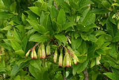 Vaccinium cylindraceum