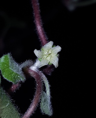 Dichondra brachypoda