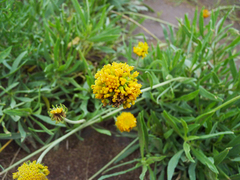 Gaillardia megapotamica megapotamica