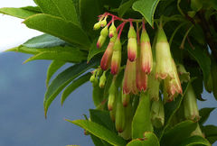 Vaccinium cylindraceum