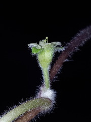 Dichondra brachypoda