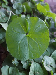 Dichondra brachypoda