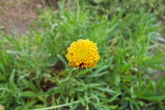 Gaillardia megapotamica megapotamica