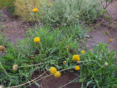 Gaillardia megapotamica megapotamica