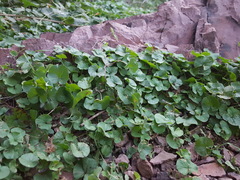 Dichondra brachypoda