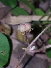 Dichondra brachypoda