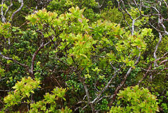 Vaccinium cylindraceum