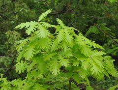 Hungarian Oak (Quercus frainetto)