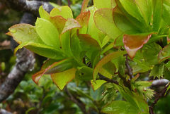 Vaccinium cylindraceum