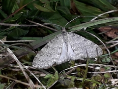 Trichopteryx carpinata