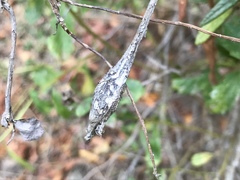 Rhopalomyia baccharis