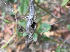 Rhopalomyia baccharis