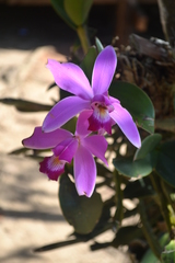 Cattleya violacea