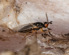 Prochyliza xanthostoma